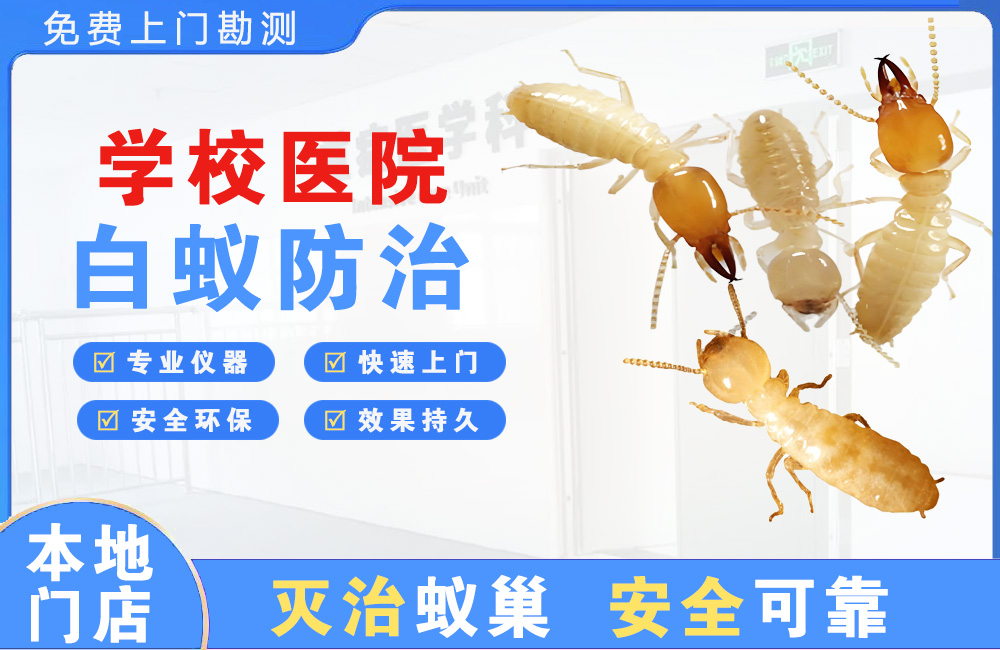 荆门学校医院白蚁防治