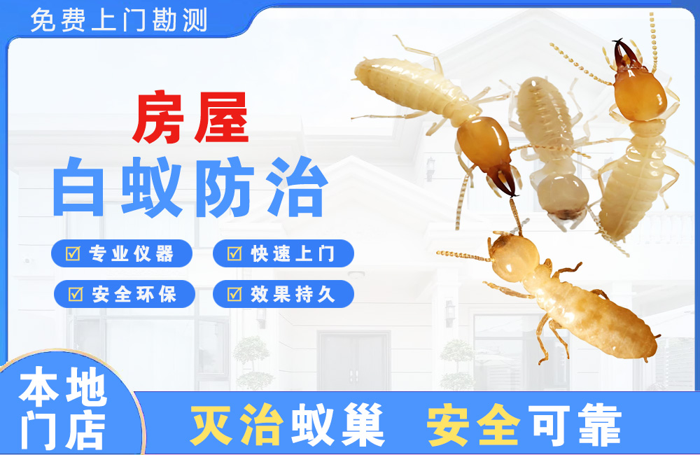 荆门房屋白蚁防治
